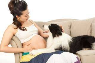孕妇可以养狗吗?该注意些什么?